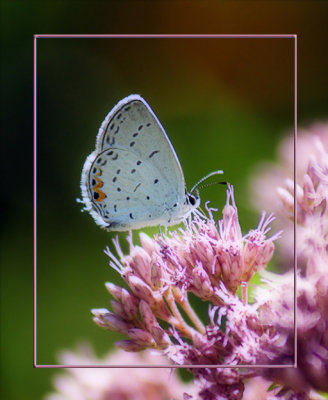 Eastern-Tailed Blue on Joe Pye