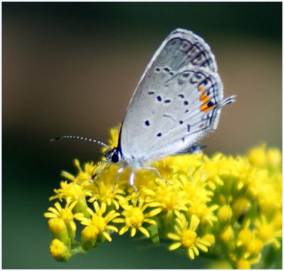 Eastern-Tailed Blue on Goldenrod