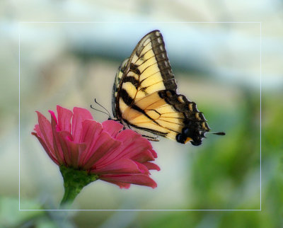 Eastern Tiger Swallowtail on Zinnia