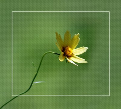 Coreopsis