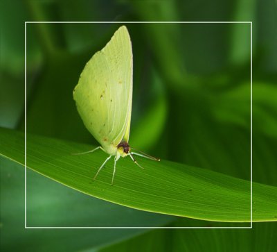 Cloudless Sulphur