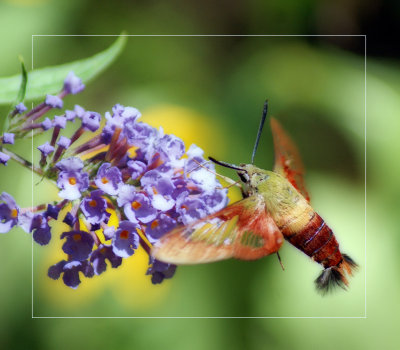 Clearwing Hummingbird Moth