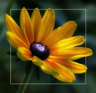 Yellow Coneflower