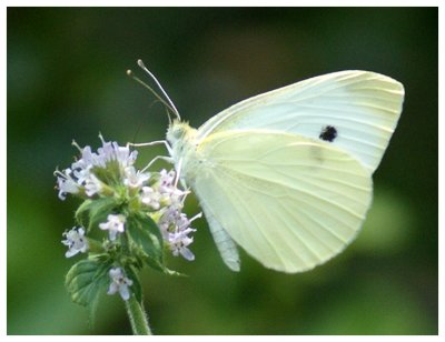 Cabbage White