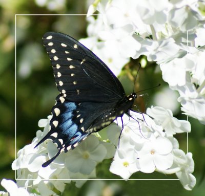 Black Swallowtail