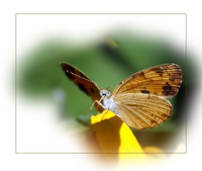 Pearl Crescent  -- with cute baby cheeks!