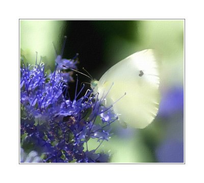 Cabbage White Version 3