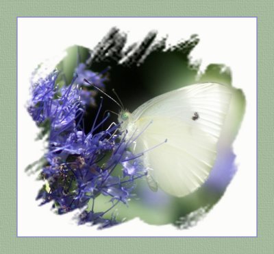 Cabbage White Version 2.jpg