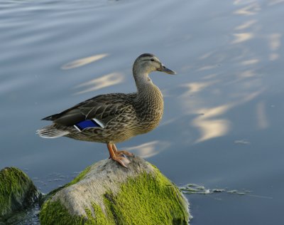 Mallard Duck Original