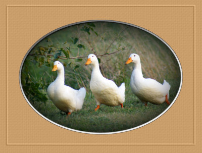 Three Ducks Version 3
