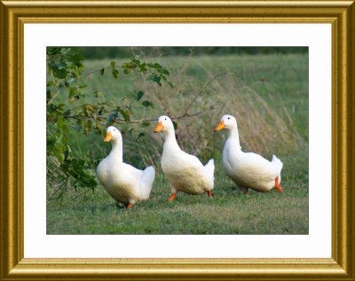 Three ducks version 1.jpg