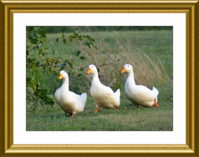Three Ducks Version 1