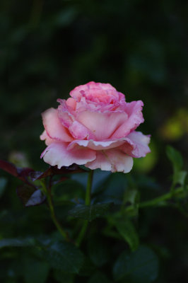 A Pink Rose Original