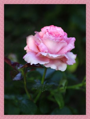 A Pink Rose Version 4
