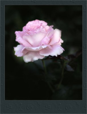 A Pink Rose Version 3