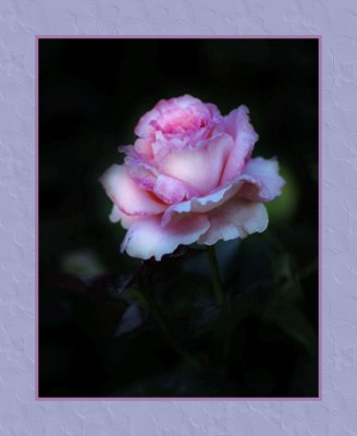 A Pink Rose Version 2
