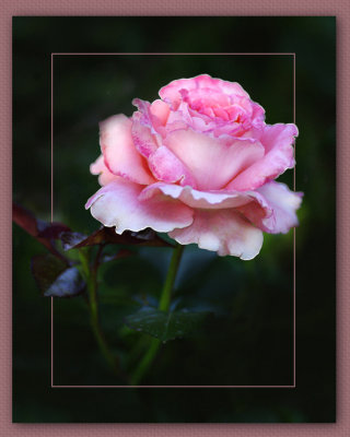 A Pink Rose Version 1