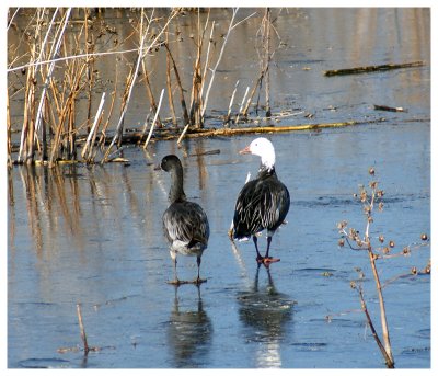 Geese on Frozen Creek