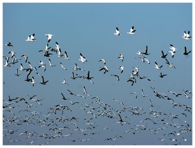 Thousands of  Migrating Snow Geese in the Sky