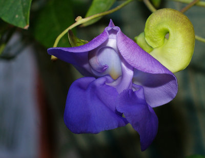 Snail Vine