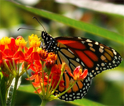 Monarch in the Milkweed Garden