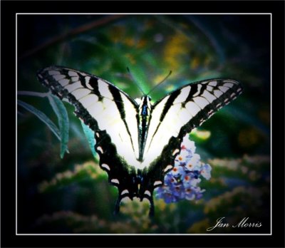 Eastern Swallowtail.jpg