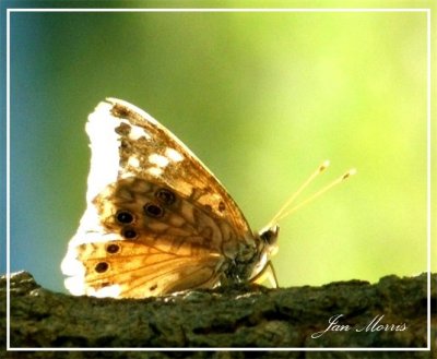 Arkansas Butterfly.jpg