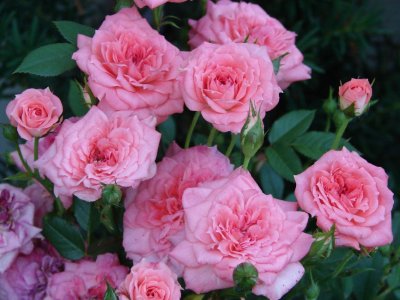 Cluster of Pink Roses.jpg