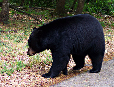 Safari de Peaugres