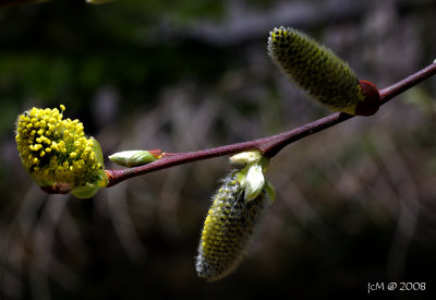 Voil le printemps