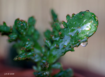 Just after the rain