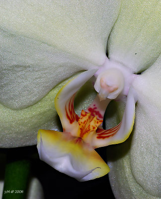 Sensual orchyde