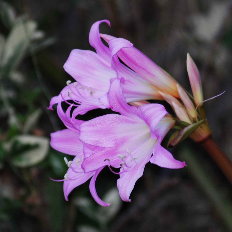 pretty flower.jpg