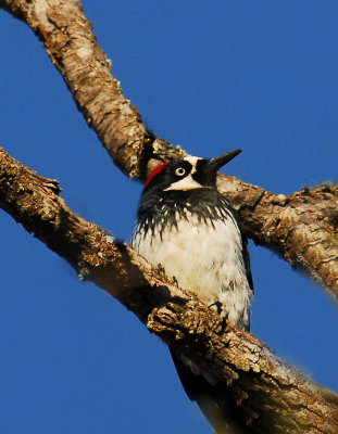 fridays wood pecker.jpg