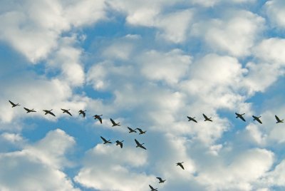 Geese flying over the Oaks.jpg