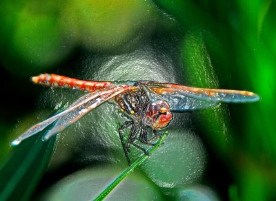 dragon fly wrapped.jpg