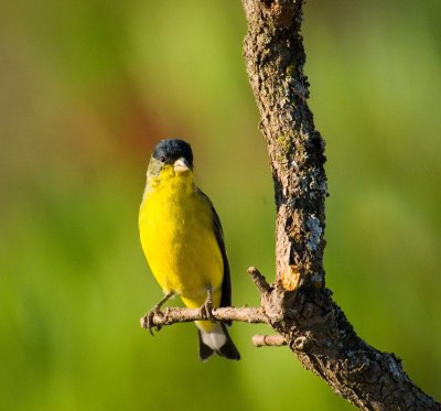 lesser gold finch