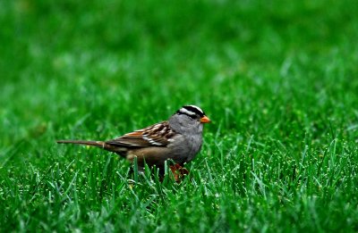WHITE CROWNED SPARROW