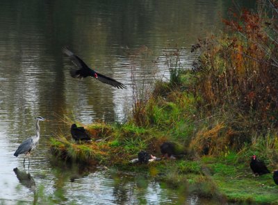 Heron watching vultures eating fish in Feather River