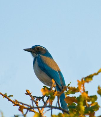 Scrub Jay.jpg