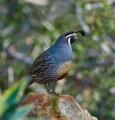 back yard quail.jpg