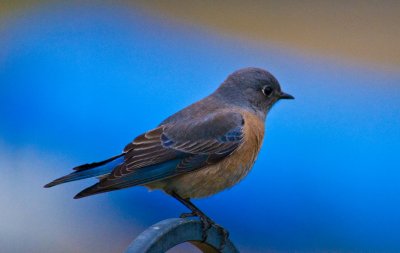 blue bird with blue background.jpg