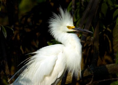 white egret.jpg