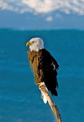 eagle on limb.jpg