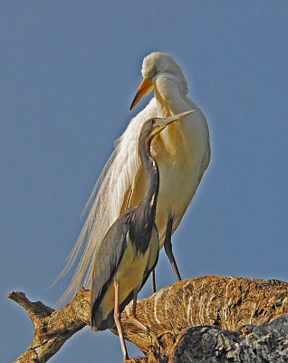 friends on a limb.jpg