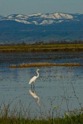 Egret with snowy mountains.jpg