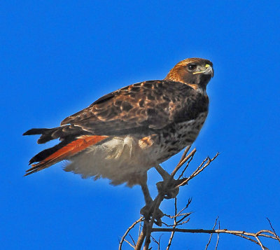 Red Tail Hawk.jpg