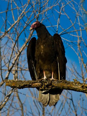 POSING tURKEY VULTURE.jpg