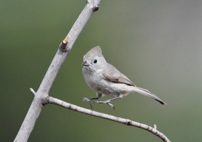 Dancing titmouse.jpg