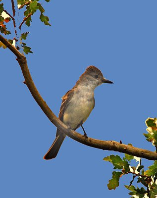 ash throated fly catcher.jpg